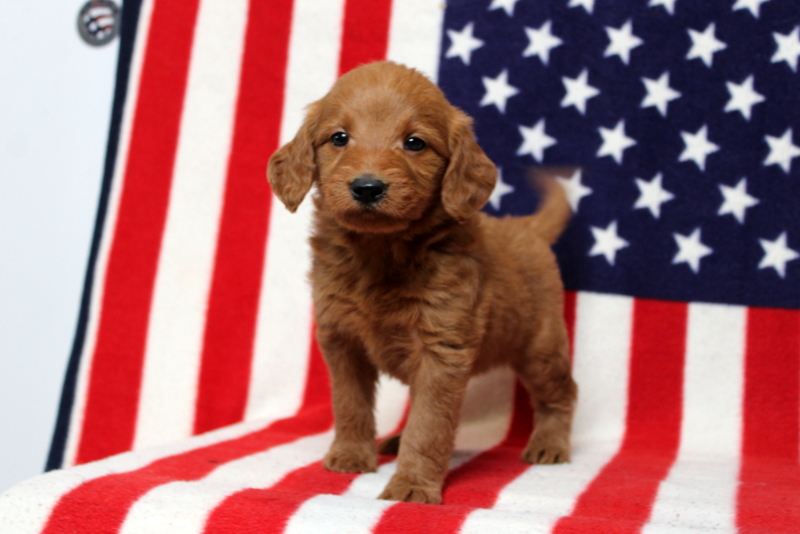puppy, for, sale, Mini Goldendoodle F1, Matthew B. Stoltzfus, dog, breeder, Gap, PA, dog-breeder, puppy-for-sale, forsale, nearby, find, puppyfind, locator, puppylocator, aca